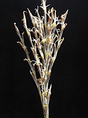 APII jpeg image of Lepidosperma urophorum  © contact APII