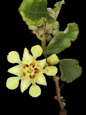APII jpeg image of Androcalva luteiflora  © contact APII