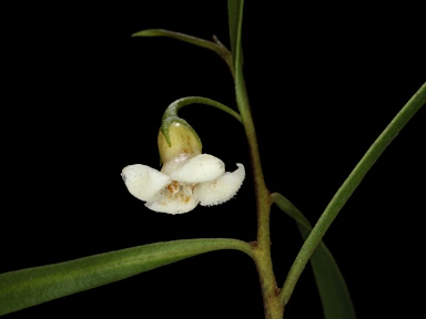 APII jpeg image of Eremophila deserti  © contact APII