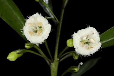 APII jpeg image of Myoporum montanum  © contact APII