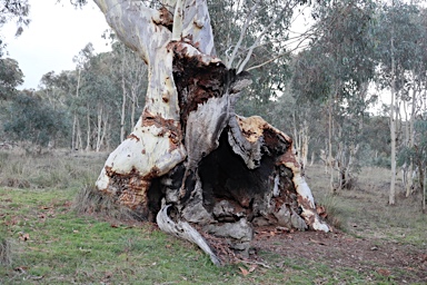 APII jpeg image of Eucalyptus mannifera  © contact APII