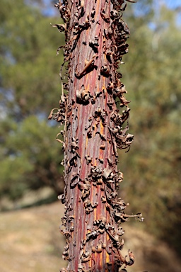APII jpeg image of Acacia oncinophylla  © contact APII