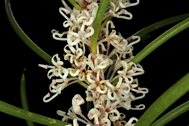 APII jpeg image of Hakea propinqua  © contact APII