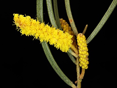 APII jpeg image of Acacia aptaneura  © contact APII