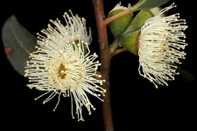 APII jpeg image of Eucalyptus baeuerlenii  © contact APII