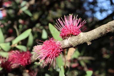 APII jpeg image of Hakea obtusa  © contact APII