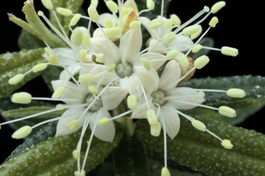 APII jpeg image of Phebalium squamulosum subsp. verrucosum  © contact APII
