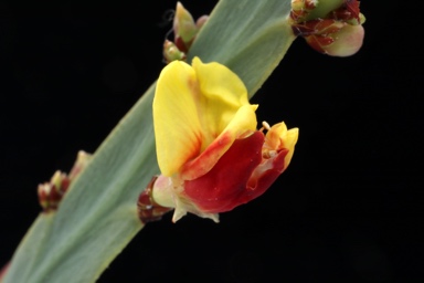 APII jpeg image of Bossiaea fragrans  © contact APII