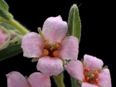 APII jpeg image of Zieria veronicea  © contact APII