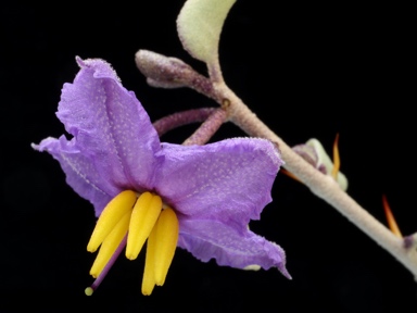 APII jpeg image of Solanum orbiculatum subsp. orbiculatum  © contact APII