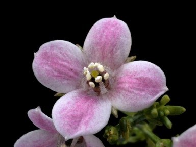 APII jpeg image of Boronia coerulescens subsp. coerulescens  © contact APII