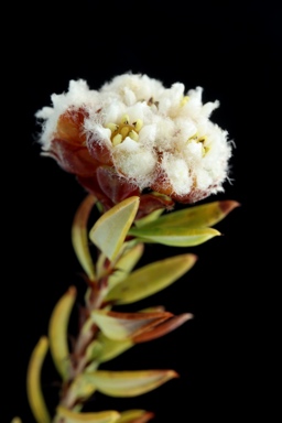 APII jpeg image of Spyridium buxifolium  © contact APII