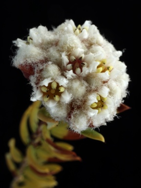 APII jpeg image of Spyridium buxifolium  © contact APII