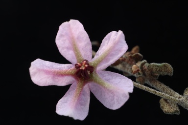 APII jpeg image of Thomasia microphylla  © contact APII