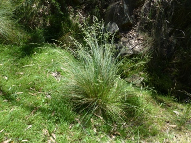 APII jpeg image of Poa labillardierei var. labillardierei  © contact APII