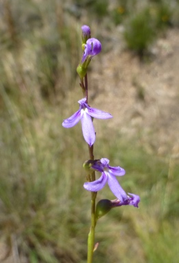 APII jpeg image of Lobelia browniana  © contact APII