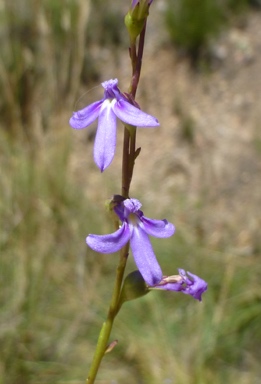 APII jpeg image of Lobelia browniana  © contact APII