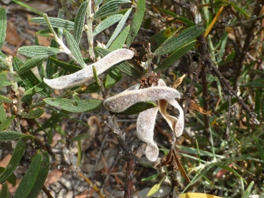 APII jpeg image of Acacia lanigera var. lanigera  © contact APII