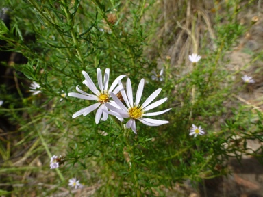 APII jpeg image of Olearia tenuifolia  © contact APII