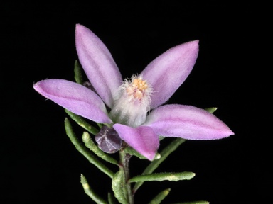 APII jpeg image of Philotheca salsolifolia subsp. salsolifolia  © contact APII