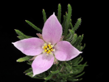APII jpeg image of Boronia subulifolia  © contact APII