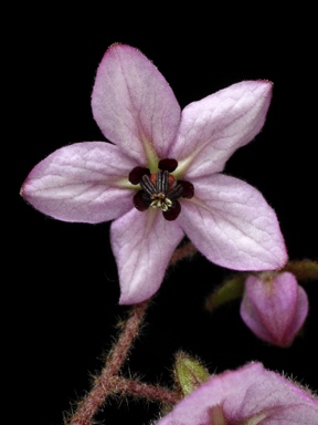 APII jpeg image of Thomasia petalocalyx  © contact APII