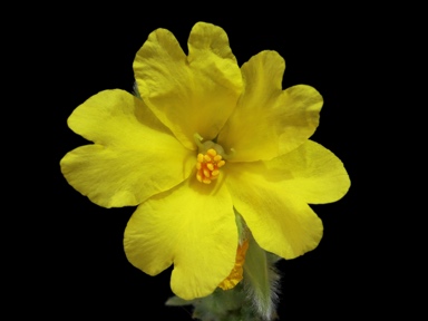 APII jpeg image of Hibbertia sericea  © contact APII