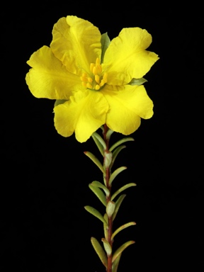APII jpeg image of Hibbertia serpyllifolia  © contact APII