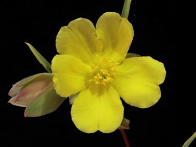 APII jpeg image of Hibbertia perfoliata  © contact APII