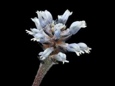 APII jpeg image of Conospermum huegelii  © contact APII