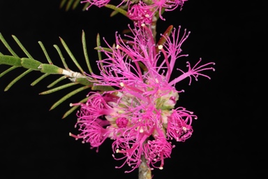 APII jpeg image of Melaleuca wilsonii  © contact APII