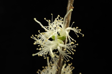 APII jpeg image of Melaleuca acuminata subsp. acuminata  © contact APII