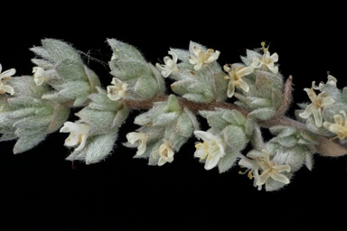 APII jpeg image of Wilsonia humilis  © contact APII