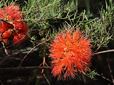 APII jpeg image of Melaleuca fulgens  © contact APII