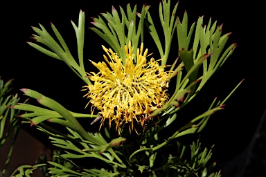 APII jpeg image of Isopogon anemonifolius  © contact APII