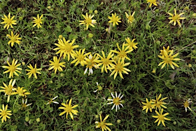 APII jpeg image of Ranunculus papulentus  © contact APII