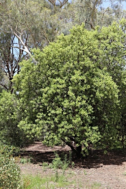 APII jpeg image of Lomatia arborescens  © contact APII
