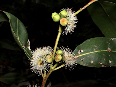 APII jpeg image of Eucalyptus kitsoniana  © contact APII