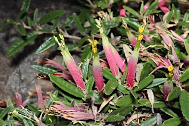 APII jpeg image of Correa decumbens  © contact APII