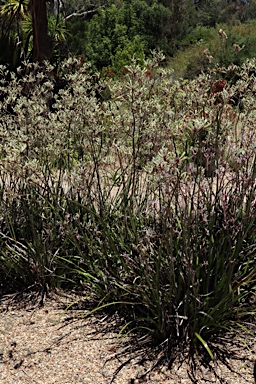 APII jpeg image of Anigozanthos 'Landscape Lilac'  © contact APII