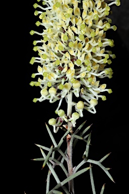 APII jpeg image of Hakea ednieana  © contact APII