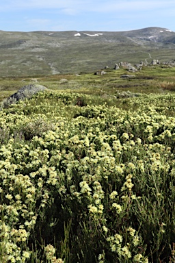 APII jpeg image of Kunzea muelleri  © contact APII