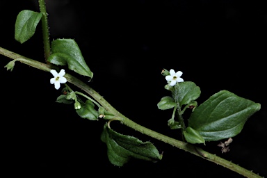 APII jpeg image of Hackelia latifolia  © contact APII