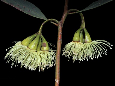 APII jpeg image of Eucalyptus cerasiformis  © contact APII