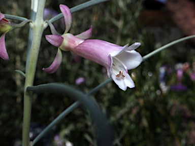 APII jpeg image of Eremophila 'Midnight'  © contact APII