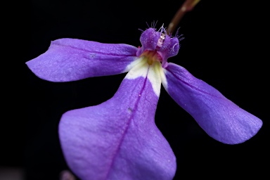 APII jpeg image of Lobelia andrewsii  © contact APII