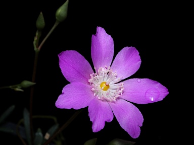 APII jpeg image of Calandrinia sp. Chewings Range (D.E.Albrecht 10561)  © contact APII