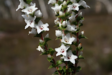 APII jpeg image of Epacris gunnii  © contact APII