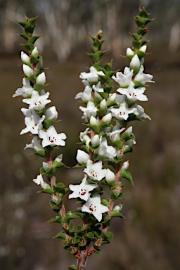 APII jpeg image of Epacris gunnii  © contact APII