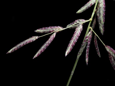 APII jpeg image of Eragrostis brownii  © contact APII